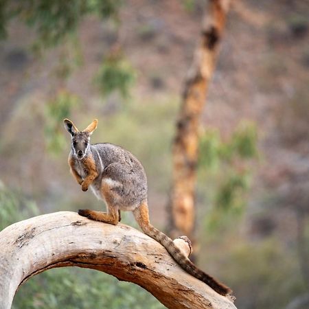 Arkaroola Wilderness Sanctuary Hotel Bagian luar foto