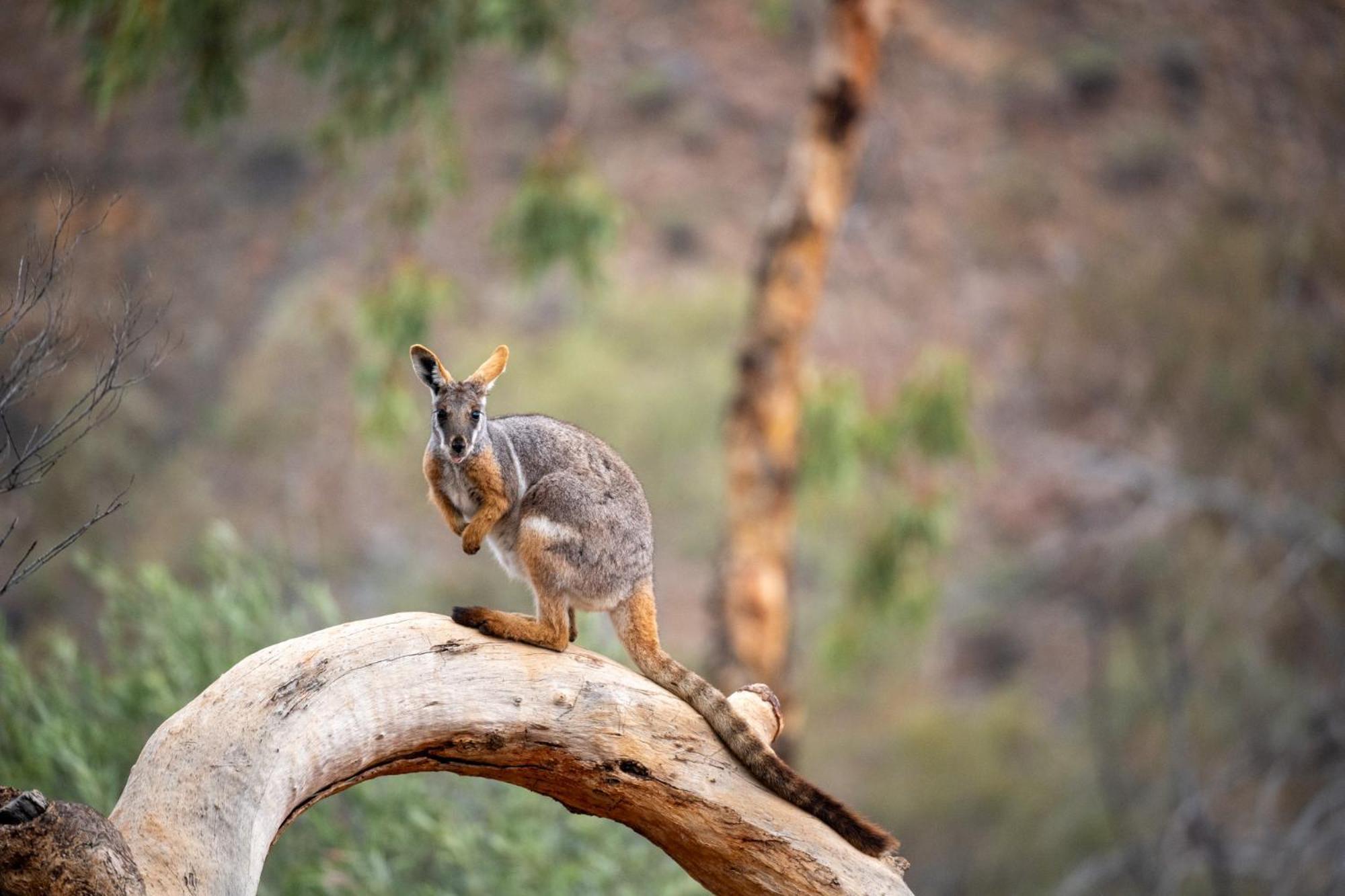 Arkaroola Wilderness Sanctuary Hotel Bagian luar foto